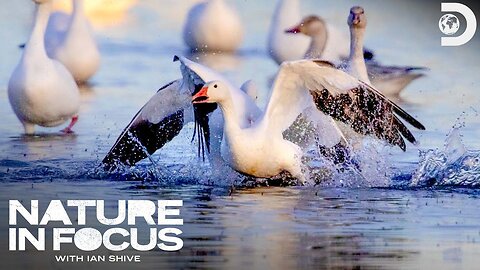 Nature in Focus Great Bird Migrations