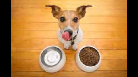 TOP 10 GRAIN-FREE DOG FOOD IN 2022 [RECOMMENDED BY WDJ]