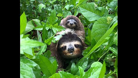 Baby sloths being sloths