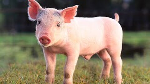 Som do Porco - Pig Breeding - Farm Animals