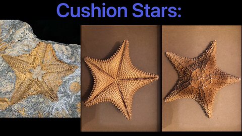 Sea Stars: “Living Fossils?”