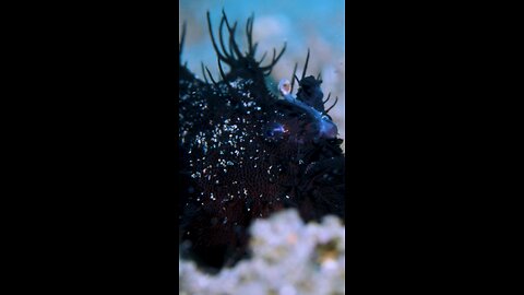 A hairy frogfish up close walks!