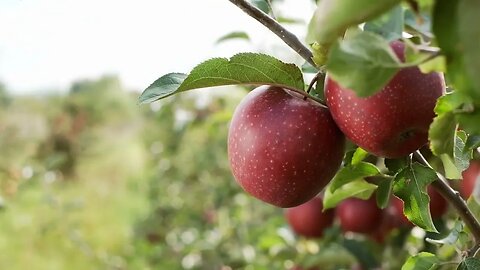 close up beautiful branch with apples fruits grow on the tree ripe apples SBV 330672010 HD