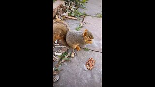 feeding and petting my girl squirrel 🐿️