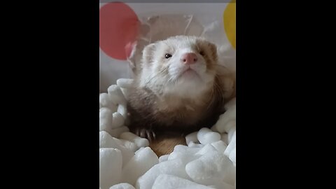 Ferret favorite sleeping spot!