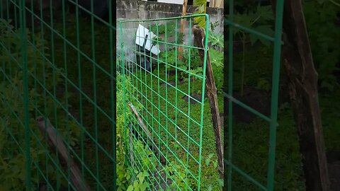 🥝 Fruit trees in a Subdivision, edible garden | Urban farming | Gardening North Philippines🍓