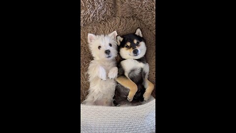 Dog massage, twice as cute 🥹 | Best Funny Animal