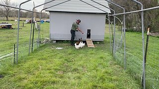 Introducing a trained dog to chickens, drill 3