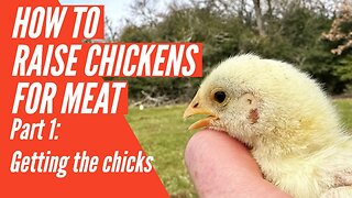 How to Raise Chickens for Meat - Part 1: Getting the Chicks