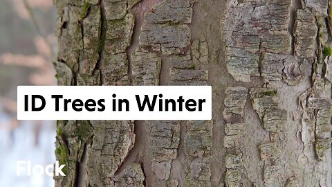 Identify TREES in WINTER: Bark, Buds, Branch & Fruits