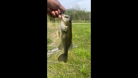 PADDLE TAIL SWIMBAIT PT 2