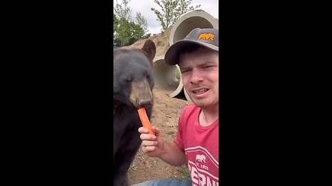 beautiful bear funniest videos / funny pets