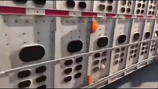 Vegan activists try to stop a truck...