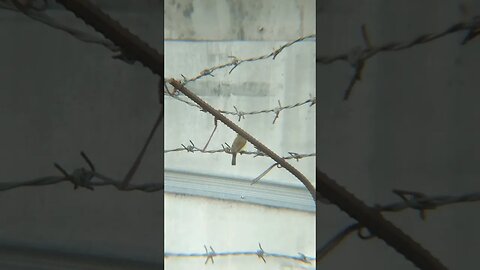 Hummingbird in Philippines with Apexel Telescope Lens for Smartphone