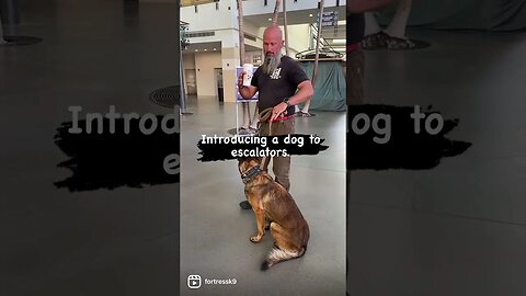 Training a dog to use escalators