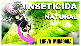 COMO COMBATER Larva MINADORA nas Cítricas — inseticida caseira