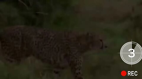 Cheetah Hunts and Takes Down Baby Impala