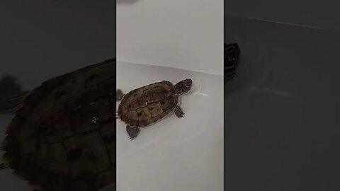Wow! There's a turtle 🐢 in my bathtub 🛀 #pets #shorts #reptiles