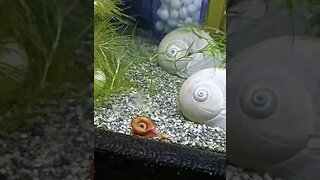 Aquarium 5 #fishtank #snail #aquarium #shorts