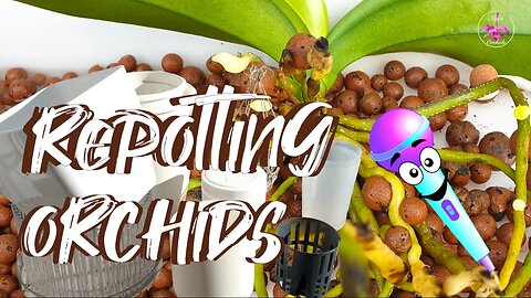 🎤 Repotting Discussion 🪴 | Best Time Best Season Best for Fussy Orchids #ninjaorchids #livestream