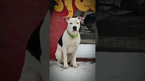 #shortvideo #viral #pittbull #amstaff #gangstaparadise