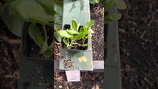 The best method to grow lettuce