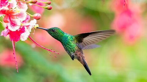 Smart Humming Bird