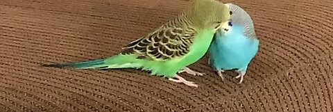 Parakeet#love each #other