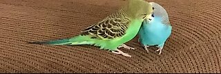 Parakeet#love each #other