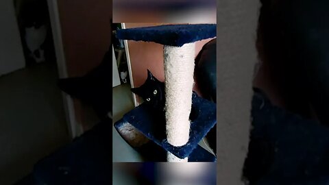 The CUTEST Pitch Black Kitten Climbs a Cat-Tree ! FUNNY CAT MOMENT
