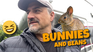 Bunnies and Beans - The Wildlife Arrives #vanlife