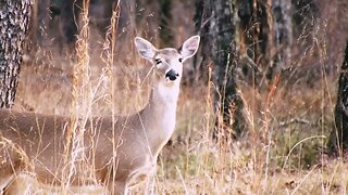 Herds of Deer out on the Battlefield: Chickamauga National Military Park