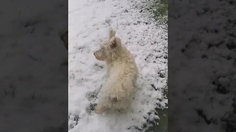 Adorable puppy sees snow for the very first time