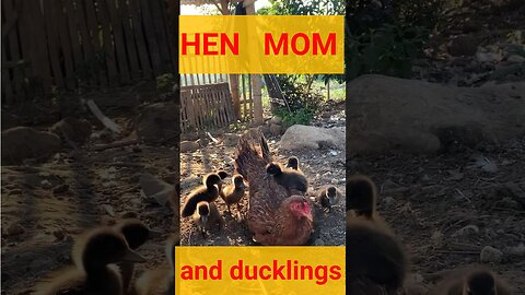 Did you see the chicken mom with the ducklings