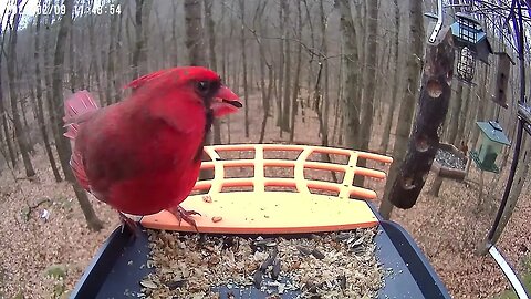 BirdKiss AI Smart Bird Feeder HD Video Example - Northern Cardinal