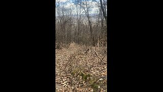 Cherokee in the woods