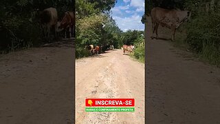 Os boi tudo no apetite, na beira da estrada #shorts #animals #roça #bicho #agro #fazenda #sitio #cow