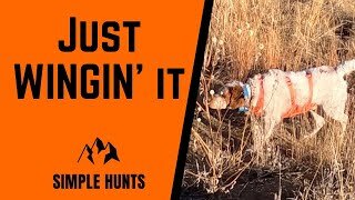 Colorado Pheasant Hunt at Rocky Mountain Roosters with three bird dogs