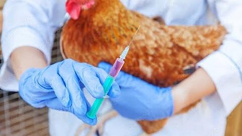 CLUCK YOU! "SCIENTISTS" SAY THAT BIRD FLU EGG CONTAMINATION MEANS WE WILL NEED MORE M-RNA POTIONS!