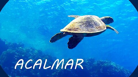 Relaxing Music and Under the Sea 🎵 Calm the Mind