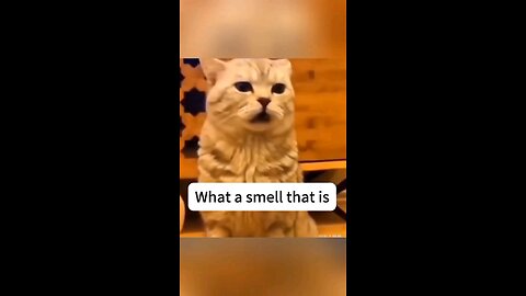 Kitty Sniff Frenzy | Cats' Crazy Reactions to Smells! 🐈 😻 🐈‍⬛ 😺 🐱 😸 🤣😂😝🙀