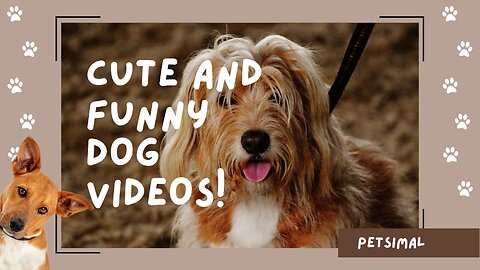 🙄🐶Unbelievable Pet Reactions Caught😯😯🤔