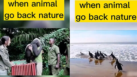 When animal go back nature !