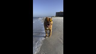 COOLEST Pit Bull ever is ready for “spring break” 🦁☀️🕶️