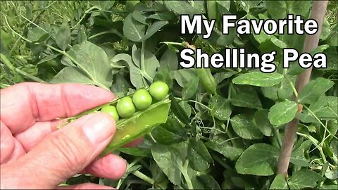 My Favorite Shelling Pea - Comparing 3 Types