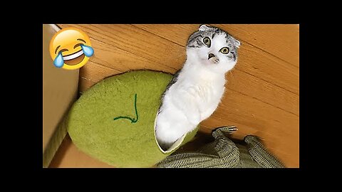 Funniest Cats and Dogs 🐶🐱 | Funny Animal Videos #2023