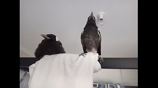 Our Magpie Friends 2023