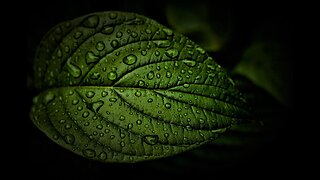 Rain Sounds 1.5h - The Sound of #Rain #Meditation, Deep #Sleep, #Relaxing Sounds