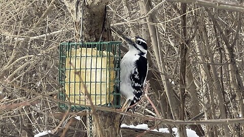 Huge Hairy Wood Pecker close up