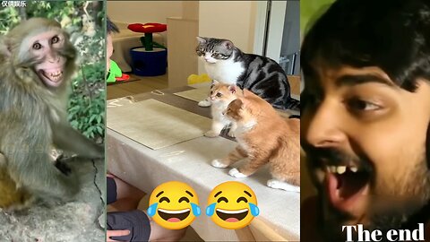 Funny Cats video🤣🤣🤣 Cute Cats & Kittens 😍😍😍Please Follow Me. 👆
